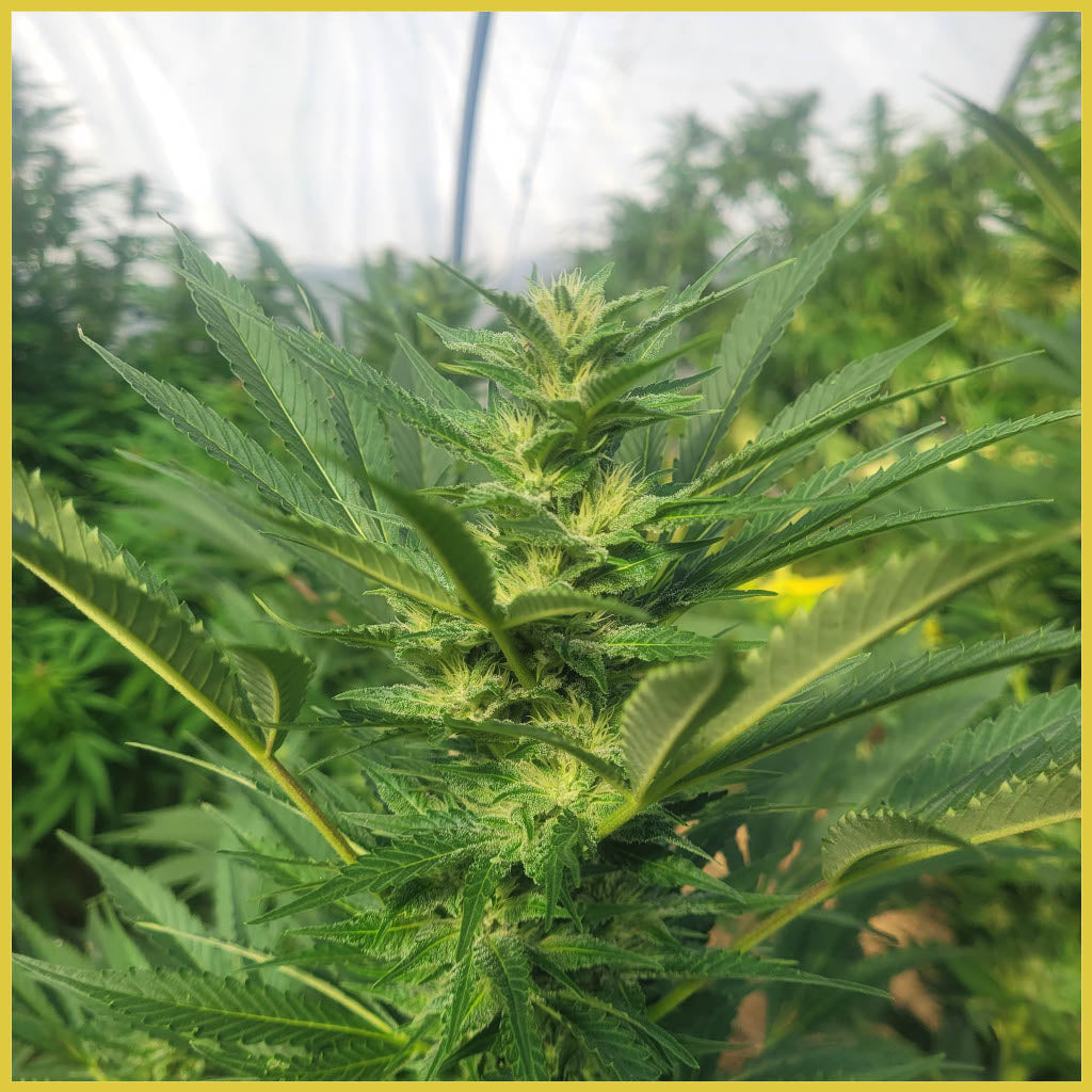 Lemon NW CBD