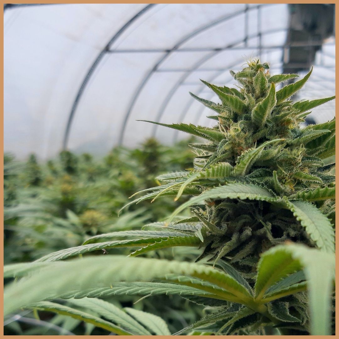 Sweet Sunlight CBD