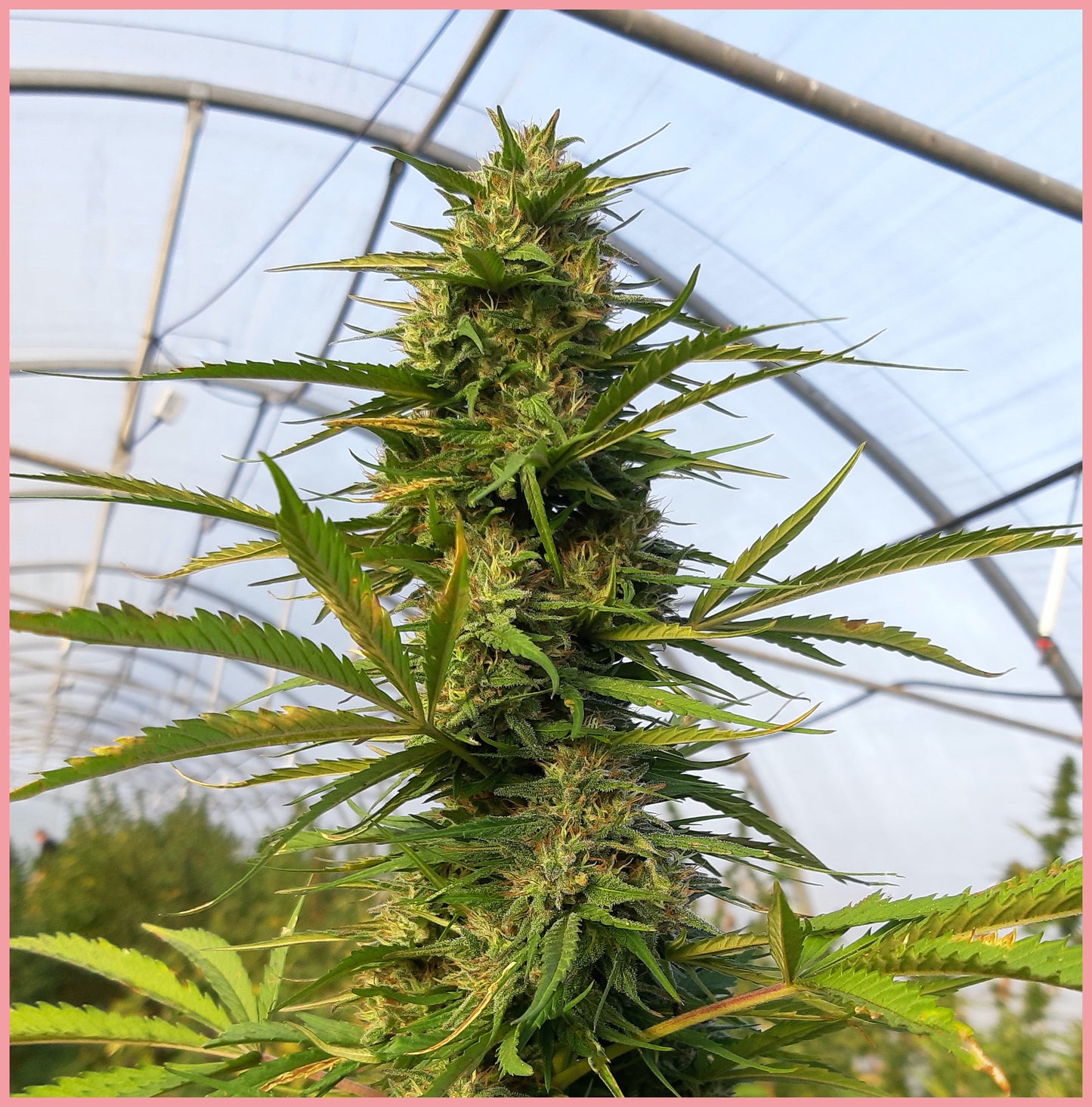 Litchi's Dream CBD