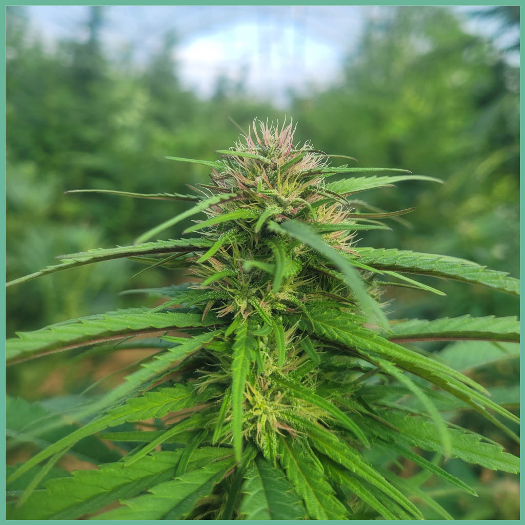 Morning Glory CBD