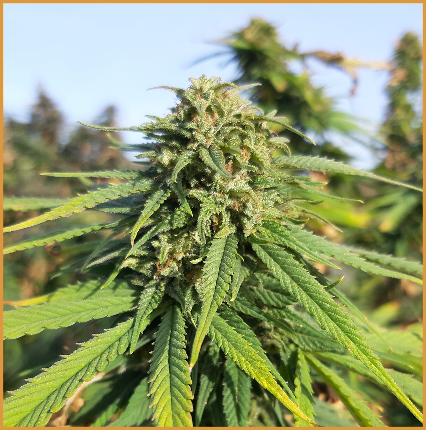 Orange Bud CBD