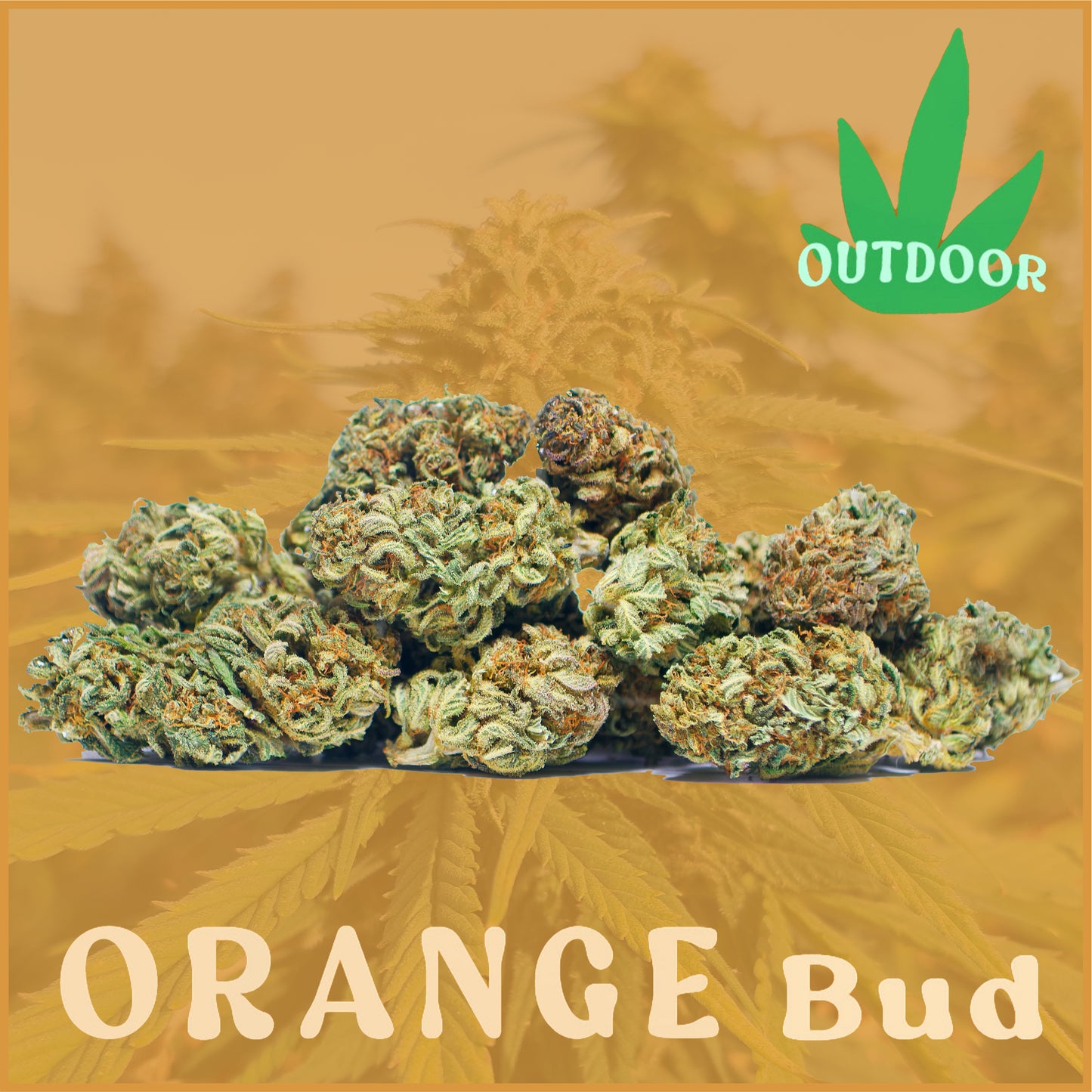 Orange Bud CBD