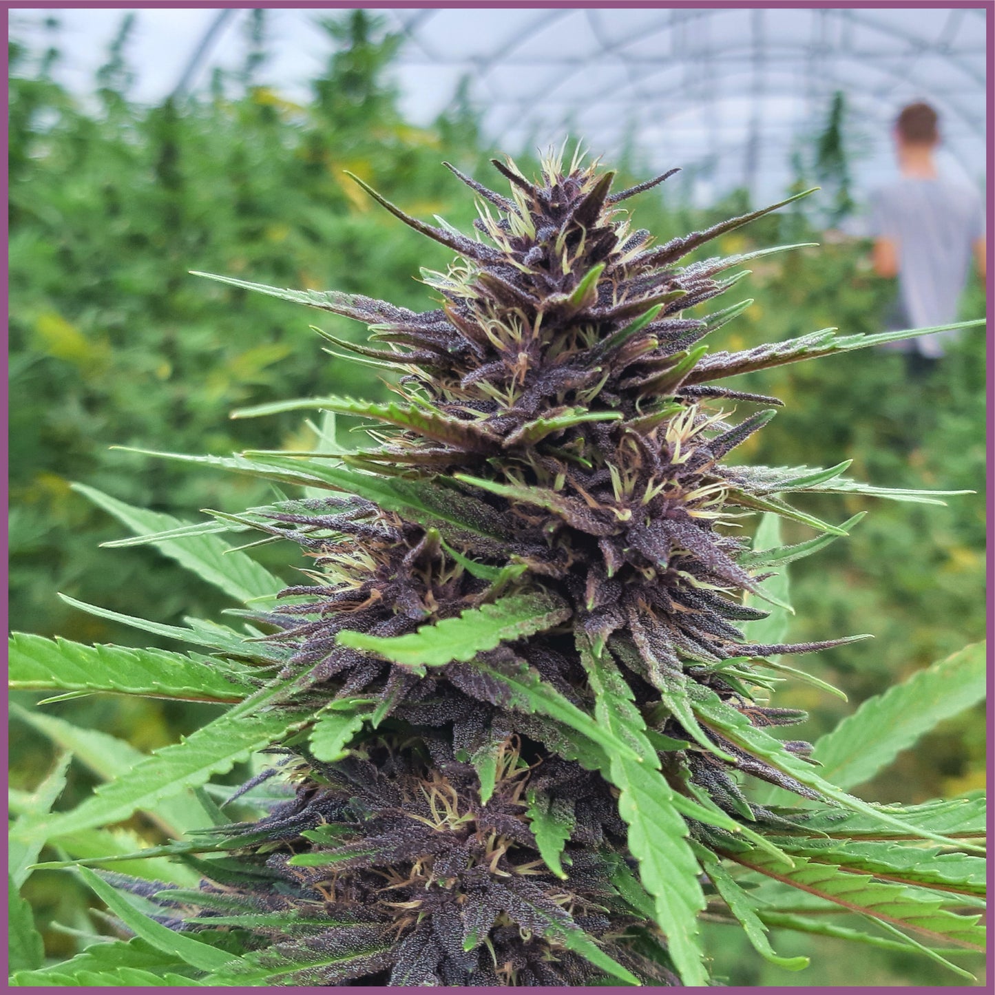 Sour Passion CBD