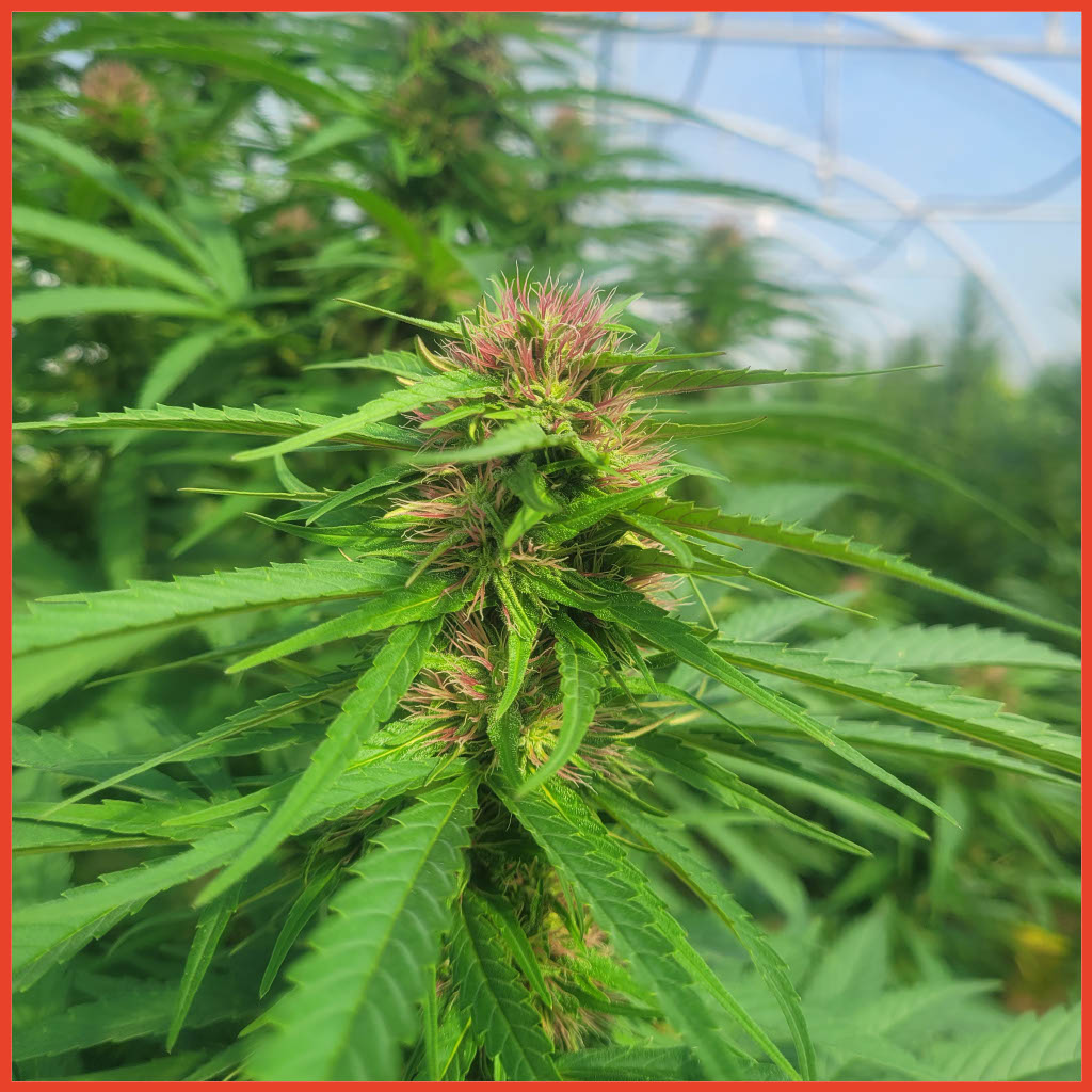 Western Cherry CBD