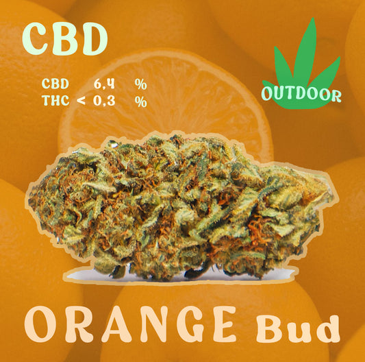 Orange Bud CBD